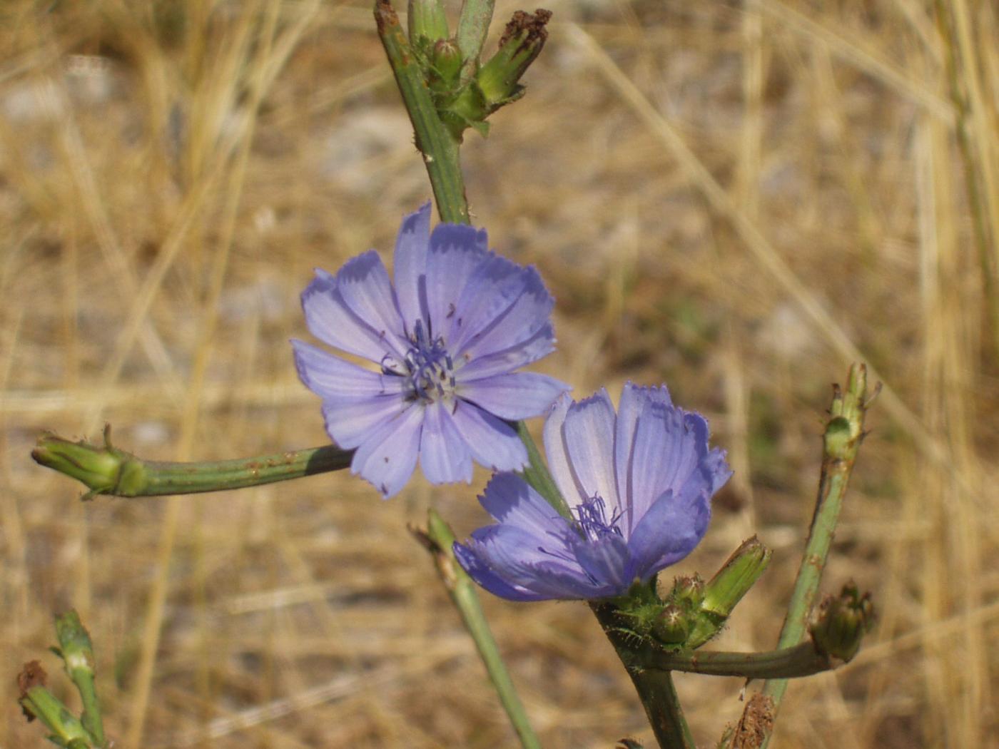 Chicory flower